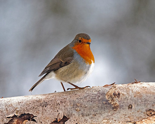 petit oiseau en détresse