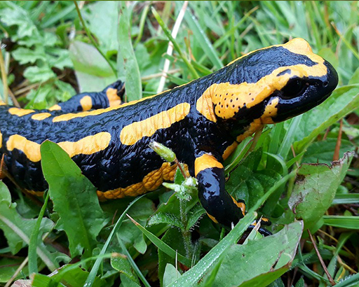 Salamandre en détresse