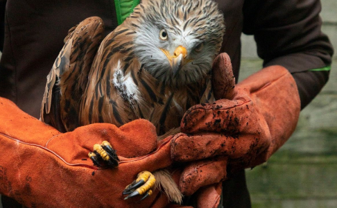 scott-carroll-favQn8WgRyk-unsplash 1 natur&ëmwelt centre de soins pour la faune sauvage