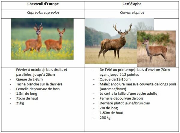 Comparaison chevreuil d'Europe et cerf élaphe