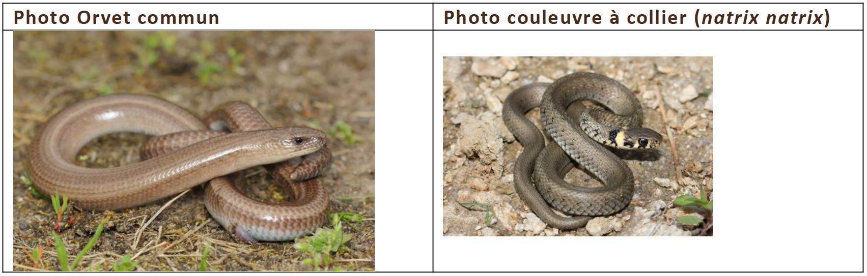 Comment différencier un orvet commun et une couleuvre à collier — free download