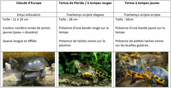 comparaison tortues
