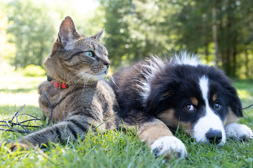 Chat et chien trouvé, en détresse, blessé, centre de soins Luxembourg
