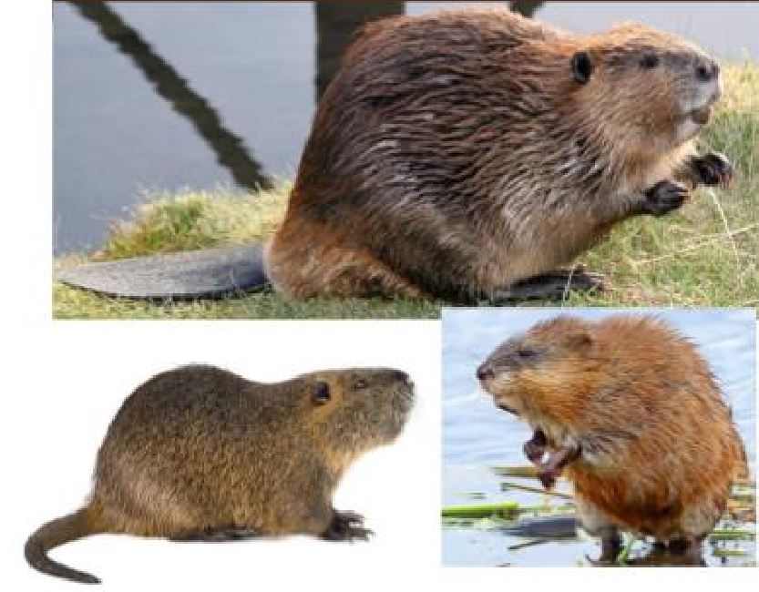 Ragondin Castor Rat Musqu En D tresse Centre De Soins ragondin-castor-rat-musqu-en-d-tresse-centre-de-soins