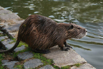Young nutria (ondatra, water rat) in the city park.
