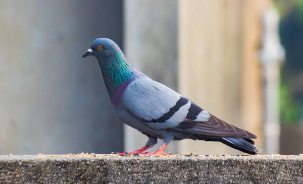 pigeon_de_ville